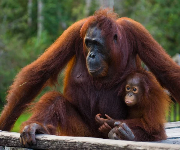 Orangutan matki i dziecka — Zdjęcie stockowe