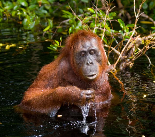 One Orangutan Indonezia . — Fotografie, imagine de stoc