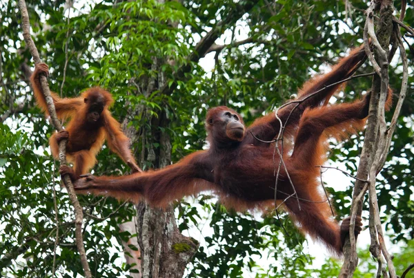 Mor orangutang med unge — Stockfoto