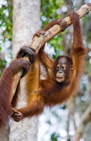 Орангутанга дитини, Індонезія . — стокове фото