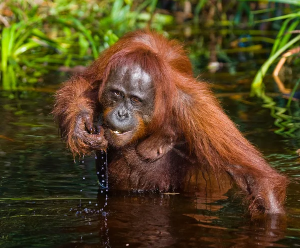 One Orangutan  Indonesia. — Stock Photo, Image