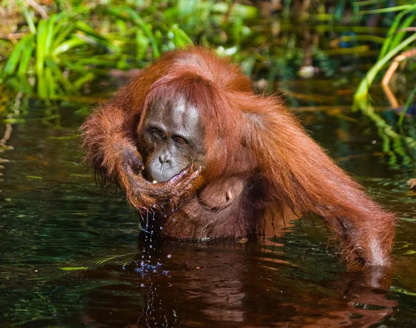 한 오랑우탄 인도네시아. — 스톡 사진