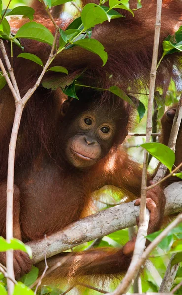 赤ちゃんオランウータン、インドネシア. — ストック写真