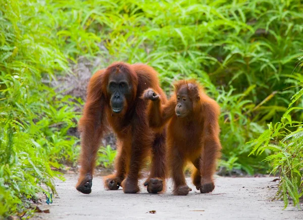 2 つのオランウータン インドネシア. — ストック写真