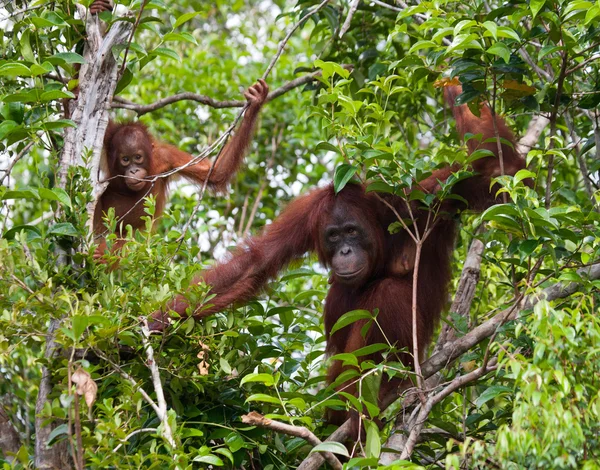 Mãe de orangotango e bebê — Fotografia de Stock