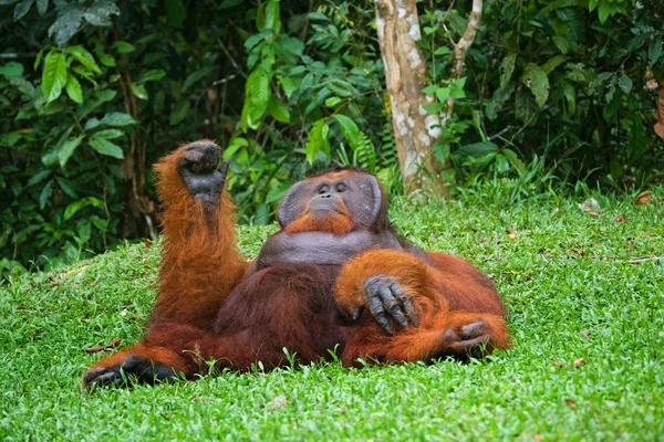 Alpha male orangutan — Stock Photo, Image