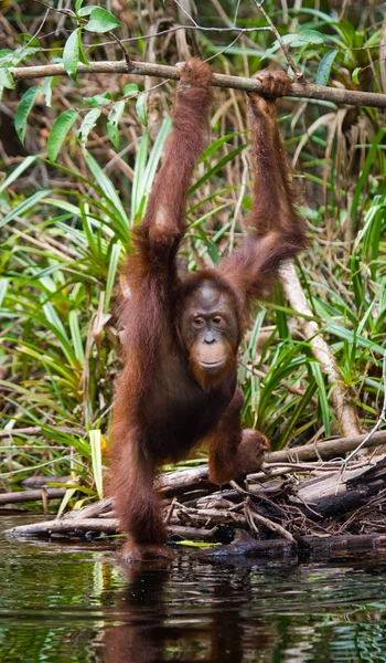 아기 오랑우탄, 인도네시아. — 스톡 사진