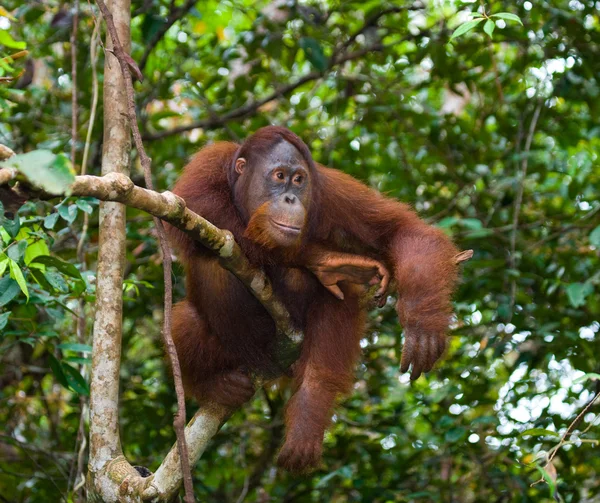 Bir Orangutan Endonezya. — Stok fotoğraf