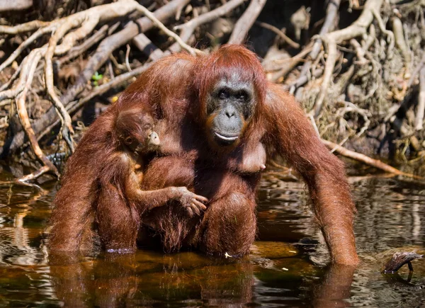 2 つのオランウータン インドネシア. — ストック写真