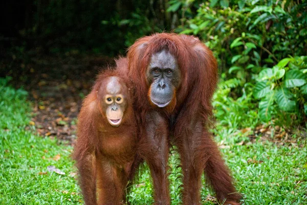 Madre y bebé orangután — Foto de Stock