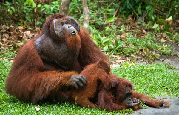 Mor orangutang med unge — Stockfoto