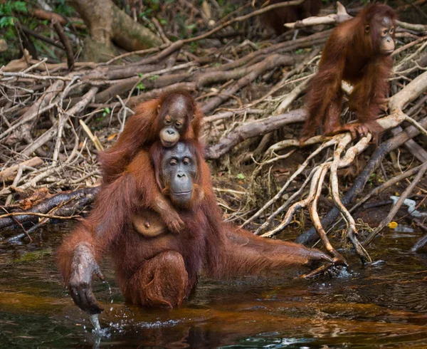 オランウータンの母親と赤ちゃん — ストック写真