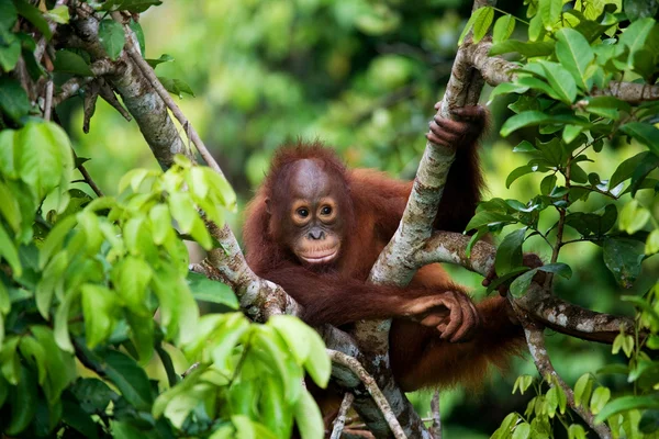 赤ちゃんオランウータン、インドネシア. — ストック写真