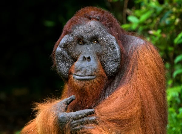 Orangután macho alfa — Foto de Stock