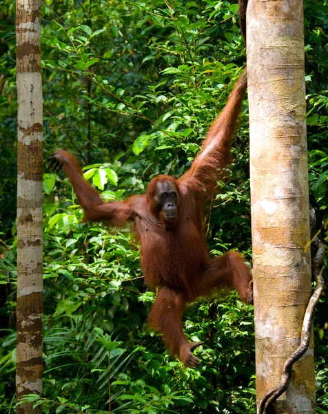 Jeden Orangutan Indonésie. — Stock fotografie