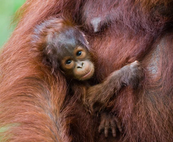 Bebek Orangutan, Endonezya. — Stok fotoğraf