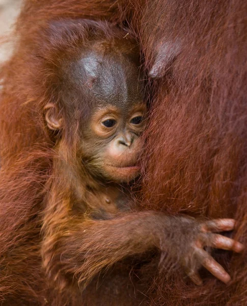 Bambino Orangutang (Pongo). Indonesia. — Foto Stock