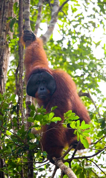 Alpha mannelijke orang-oetan — Stockfoto