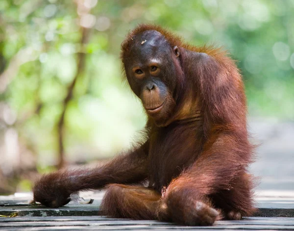 Bir Orangutan Endonezya. — Stok fotoğraf