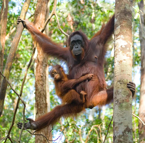 Twee orang-oetans Indonesië. — Stockfoto