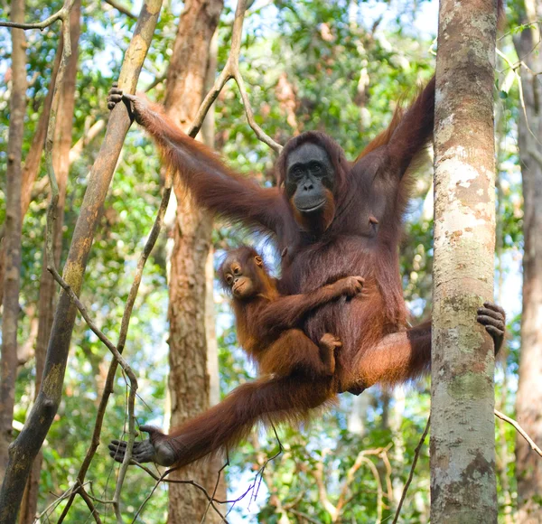 Dvou orangutani Indonésie. — Stock fotografie