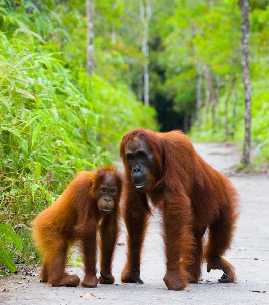 Två orangutanger Indonesien. — Stockfoto