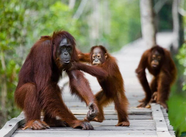 Dvou orangutani Indonésie. — Stock fotografie