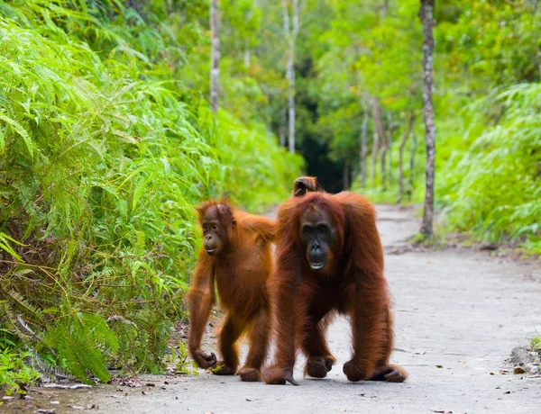 Dvou orangutani Indonésie. — Stock fotografie