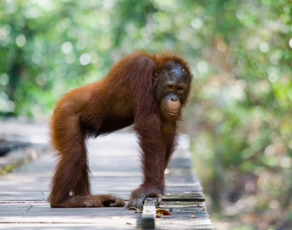 Один Орангутанг Індонезії . — стокове фото