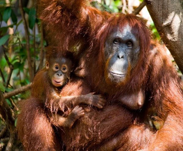 Två orangutanger Indonesien. — Stockfoto