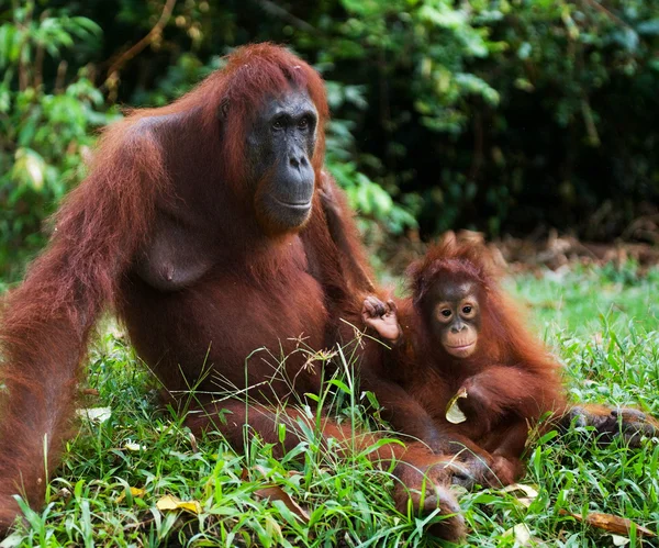 Orangutan matki i dziecka — Zdjęcie stockowe