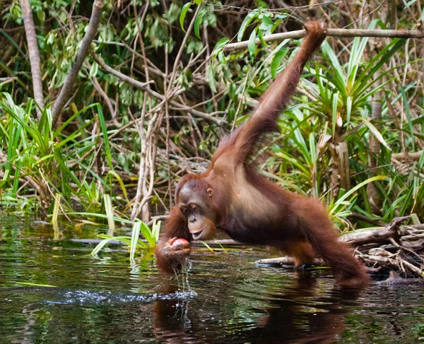 Dětská Orangutan, Indonésie. — Stock fotografie