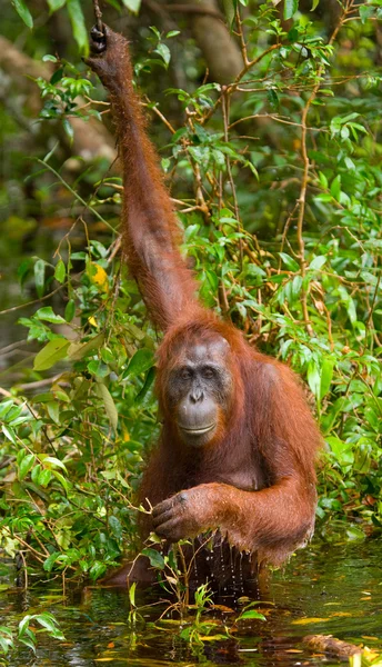 Egy orángután-Indonézia. — Stock Fotó
