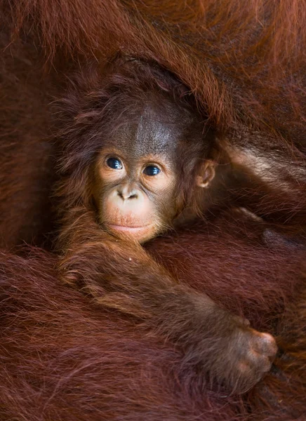 Baby ape Stock Photos, Royalty Free Baby ape Images | Depositphotos Baby ape Stock Photos, Royalty Free Baby ape Images | Depositphotos