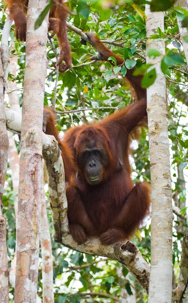 Jeden Orangutan Indonésie. — Stock fotografie