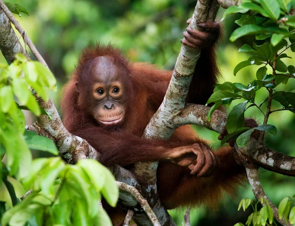 Bebek Orangutan, Endonezya. — Stok fotoğraf