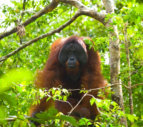 Orangután macho alfa — Foto de Stock