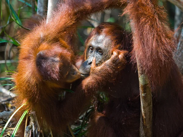 Orangutang mor och barn — Stockfoto