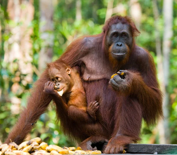 Orangutan ibu dan bayi — Stok Foto