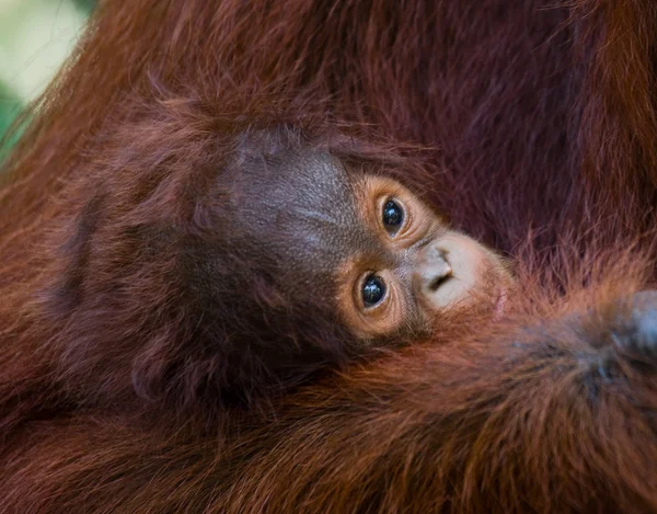 Baby Orangutan, Indonesia. — Stock Photo, Image