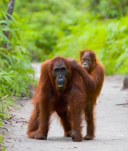 Zwei Orang-Utans indonesien. — Stockfoto