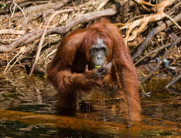 One Orangutan  Indonesia. — Stock Photo, Image