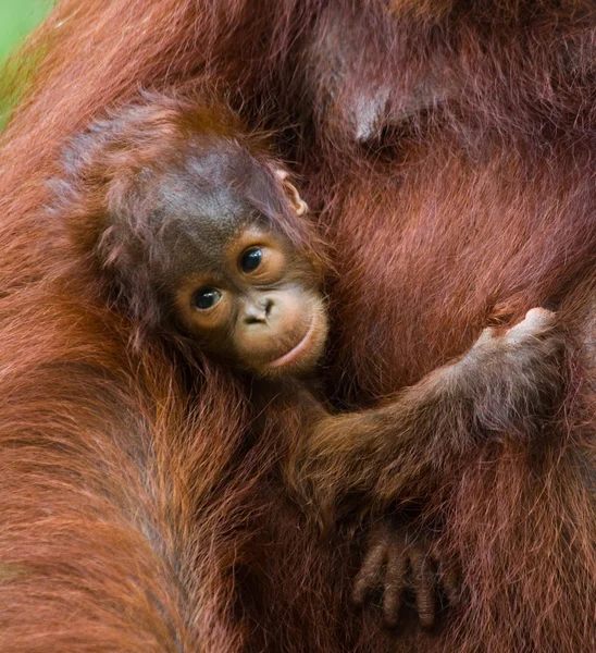 Baby-Orang-Utan, Indonesien. — Stockfoto