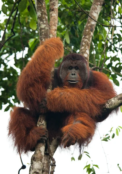 Alfa erkek orangutan — Stok fotoğraf