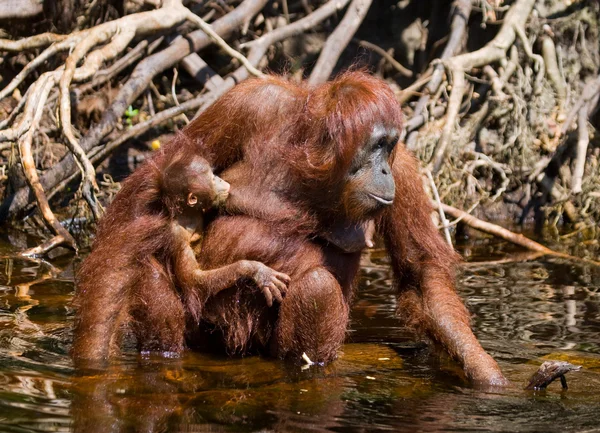 2 つのオランウータン インドネシア. — ストック写真