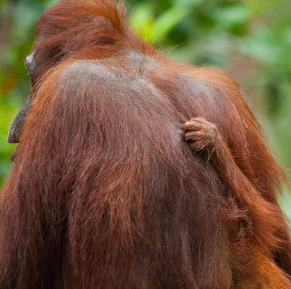 Ruka dotýkat orangutan zblízka. — Stock fotografie