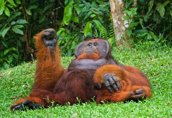 Альфа-чоловіки Орангутанг — стокове фото