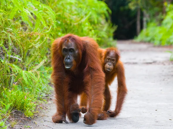 Two Orangutans  Indonesia. — Stock Photo, Image