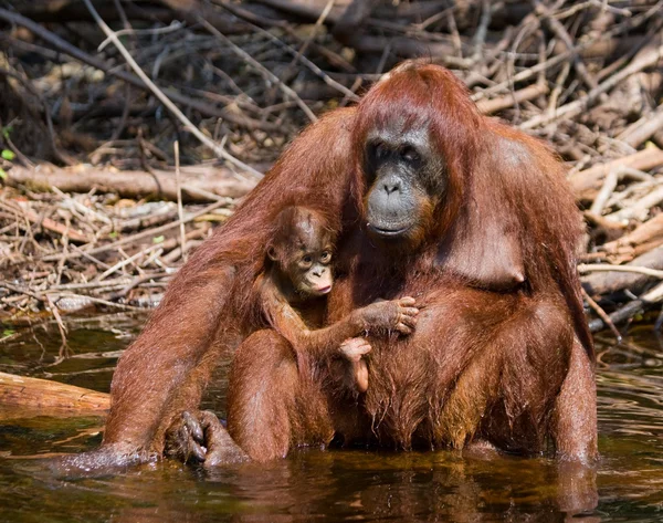 2 つのオランウータン インドネシア. — ストック写真