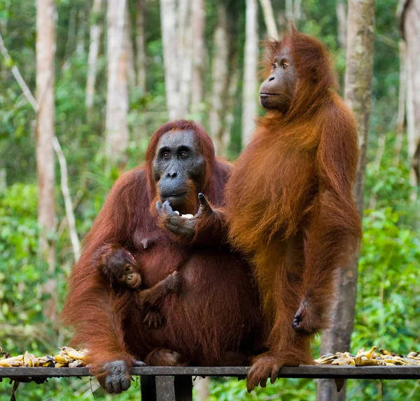 Familia Orangután, Indonesia . — Foto de Stock